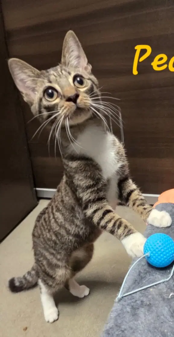 Pecan Pie - Domestic Short Hair