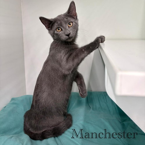 Manchester, a cat for adoption from Rescue Ridge