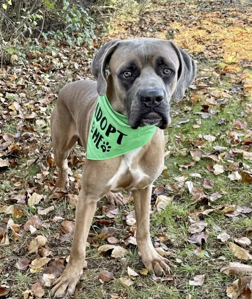 Beamer - Mastiff