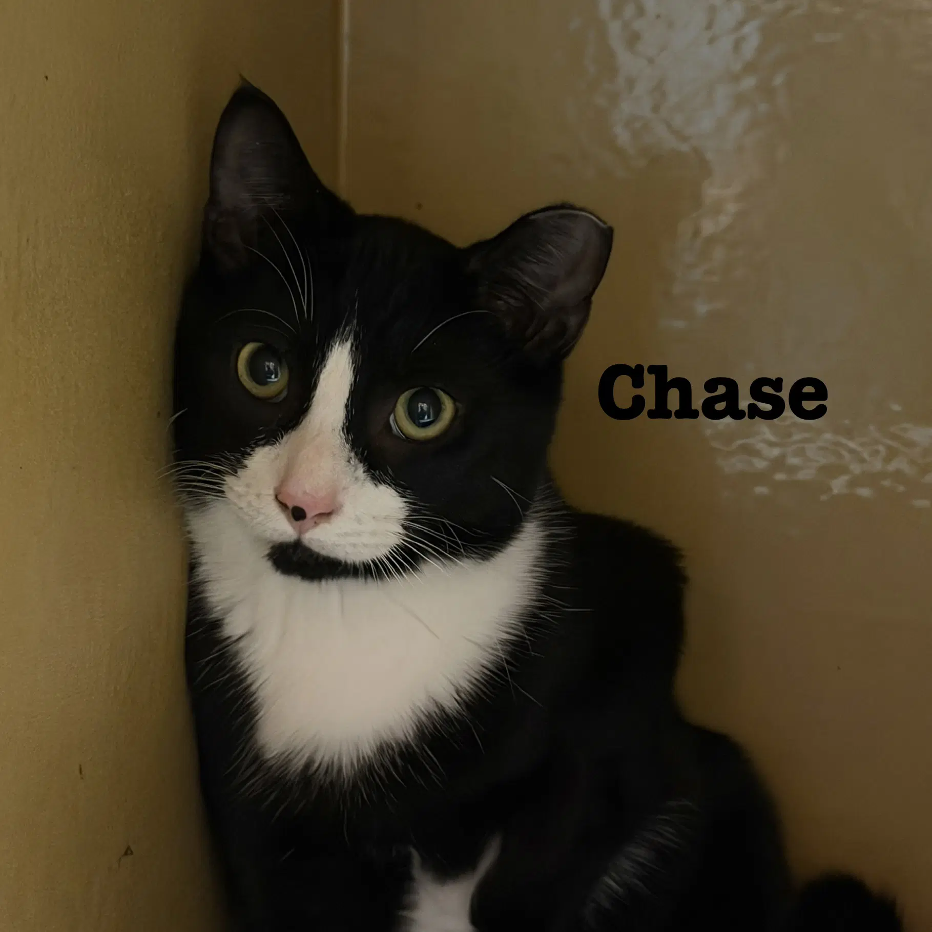 Chase - Domestic Short Hair