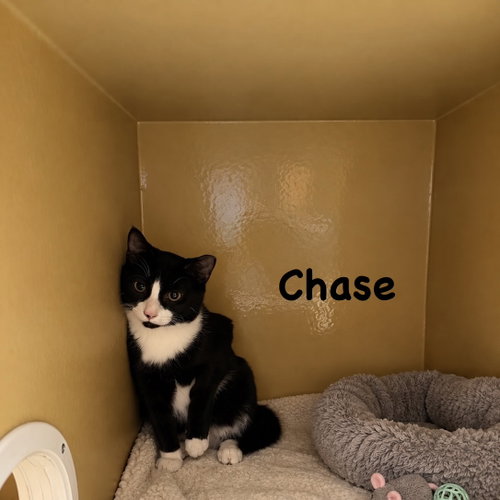Photo 2 of Chase