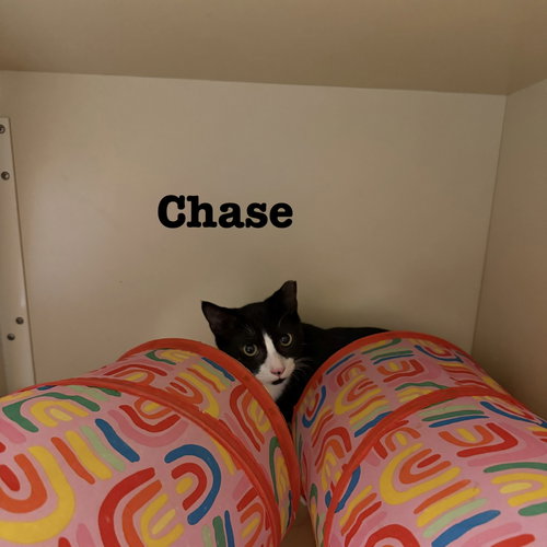Photo 3 of Chase