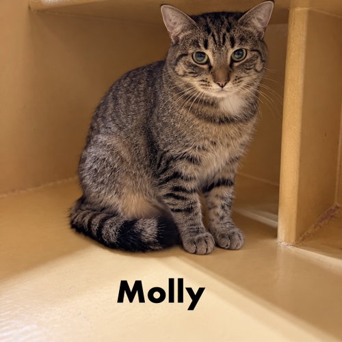 Molly, a cat for adoption from Rescue Ridge