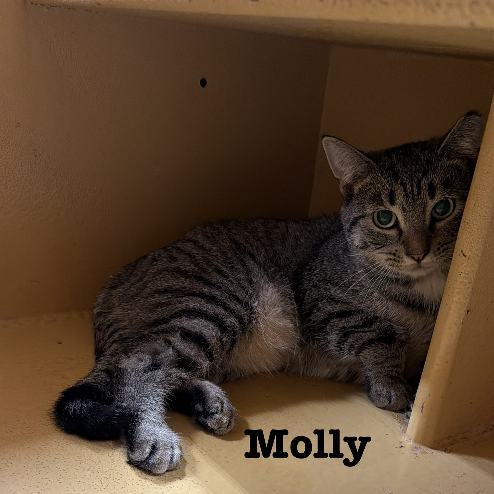 Molly, photo 2