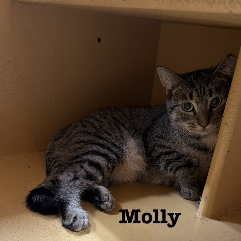 Molly, photo 2