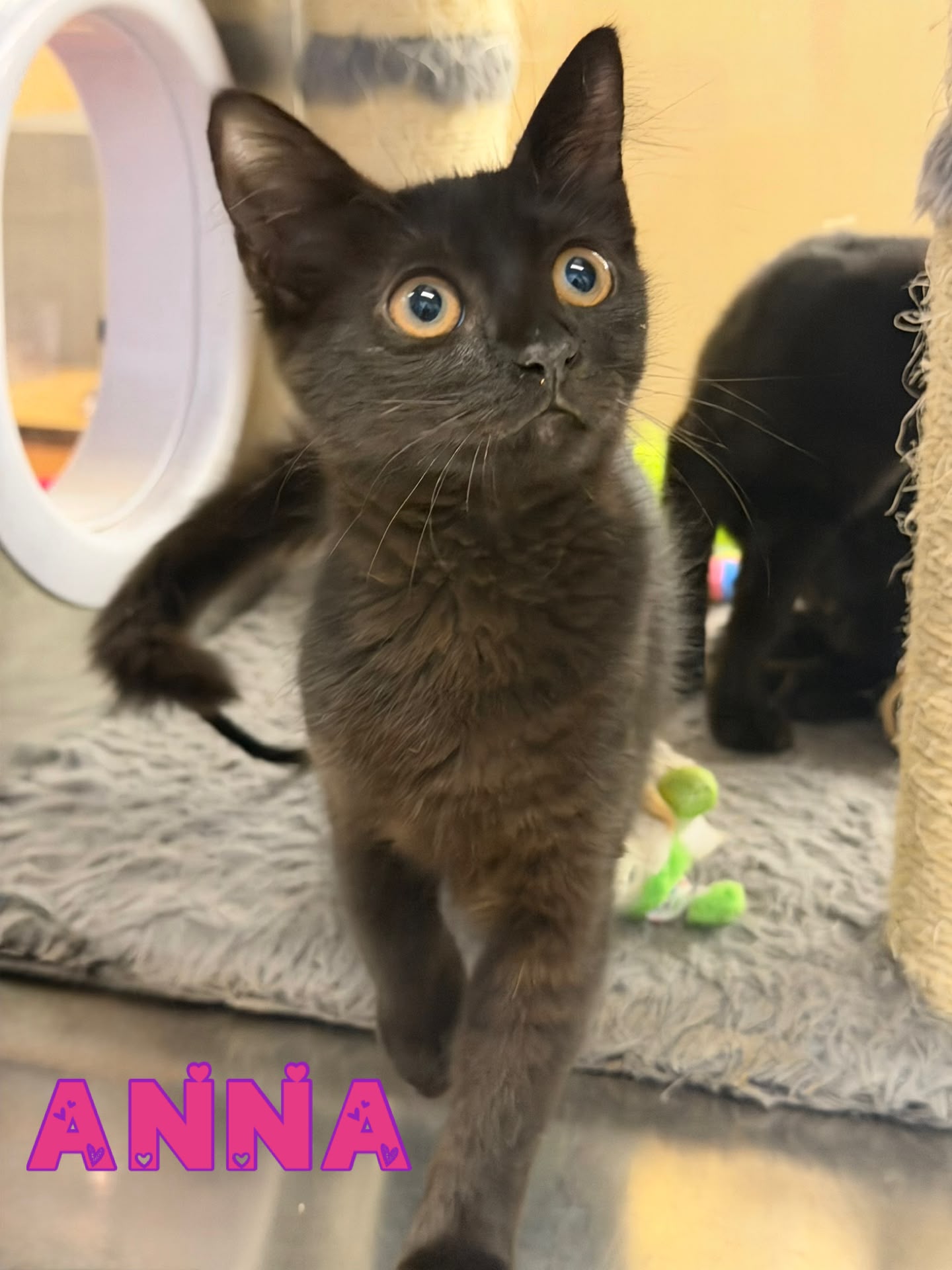 Anna