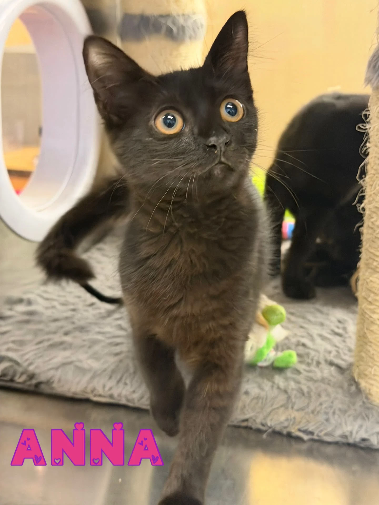 Anna
