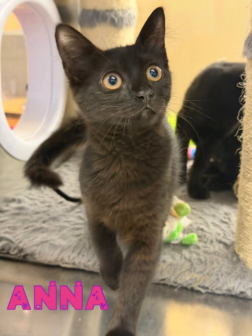 Anna, a cat for adoption from Rescue Ridge