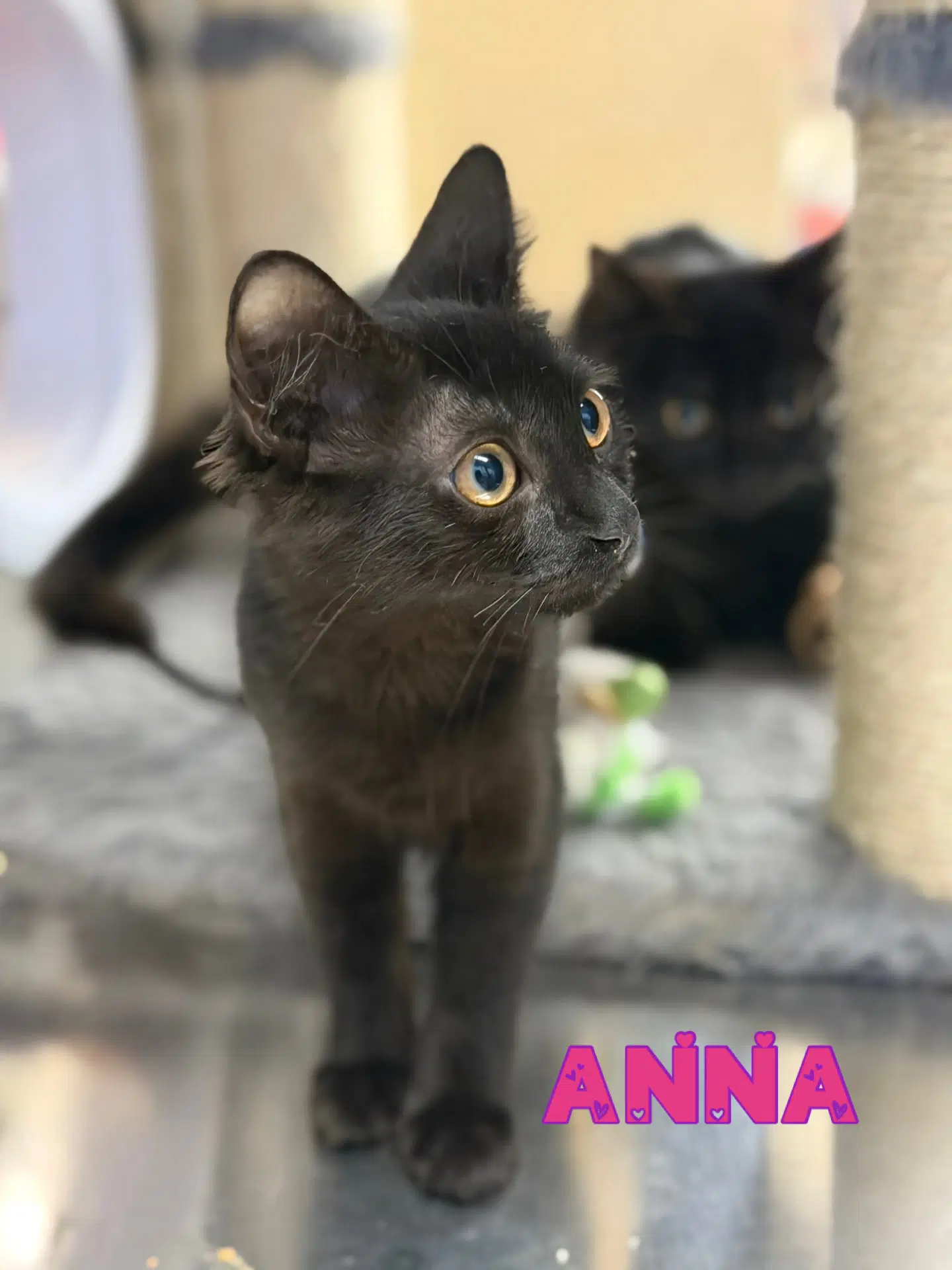 Anna image 2