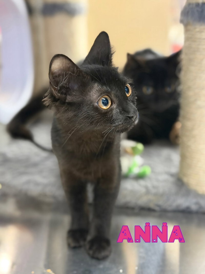 Anna, photo 2