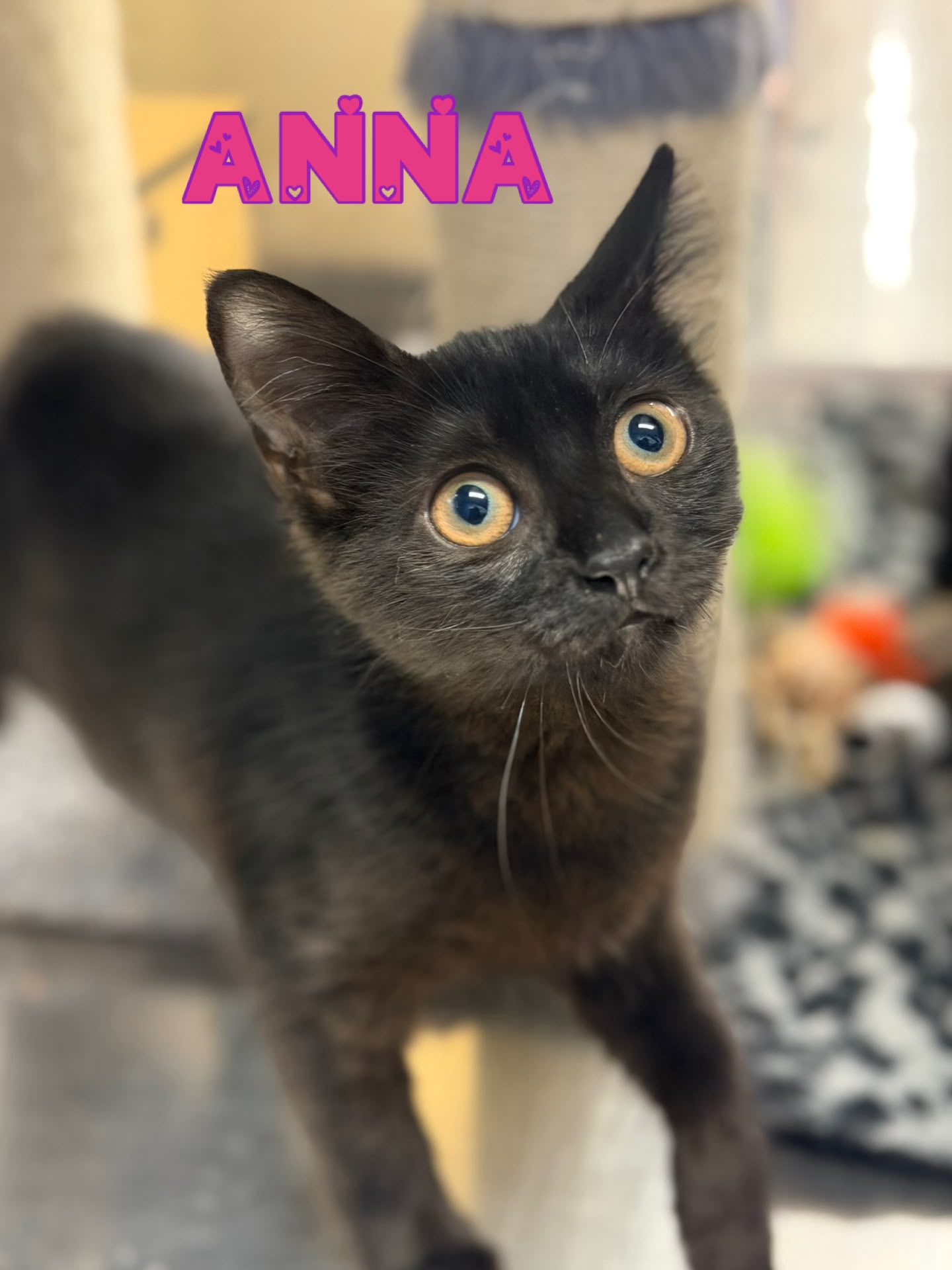Anna, photo 3