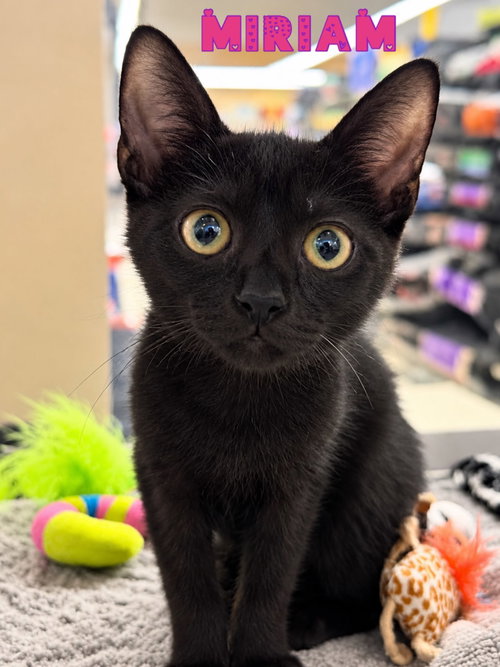 Miriam, a cat for adoption from Rescue Ridge