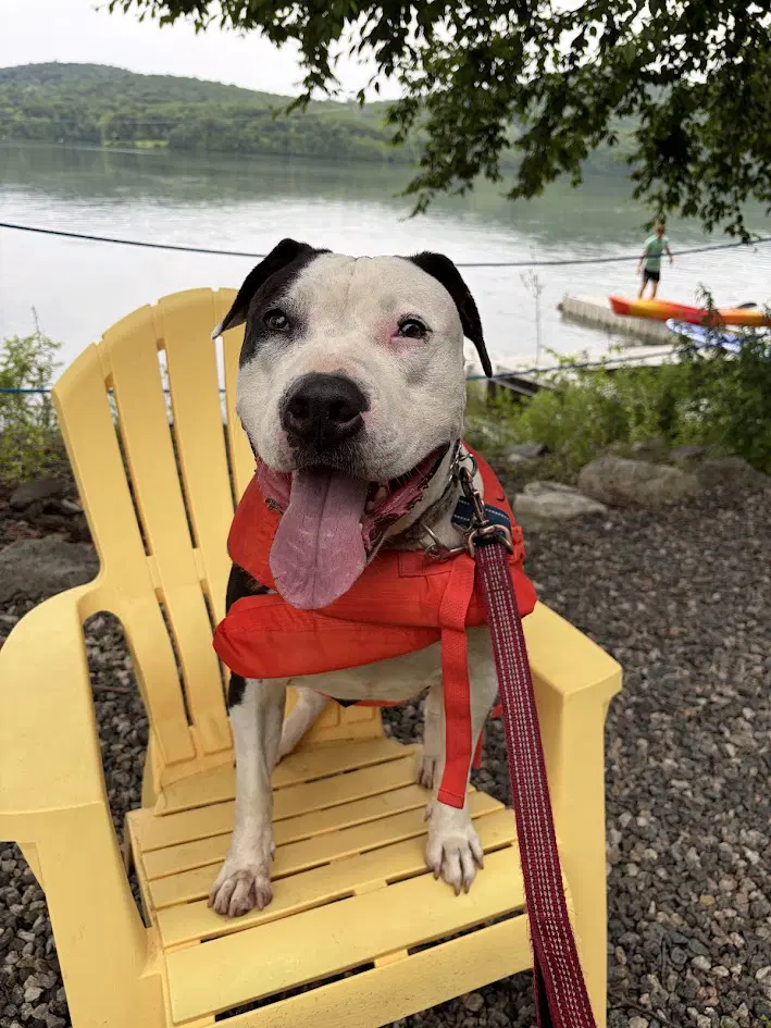 Cookie - American Staffordshire Terrier