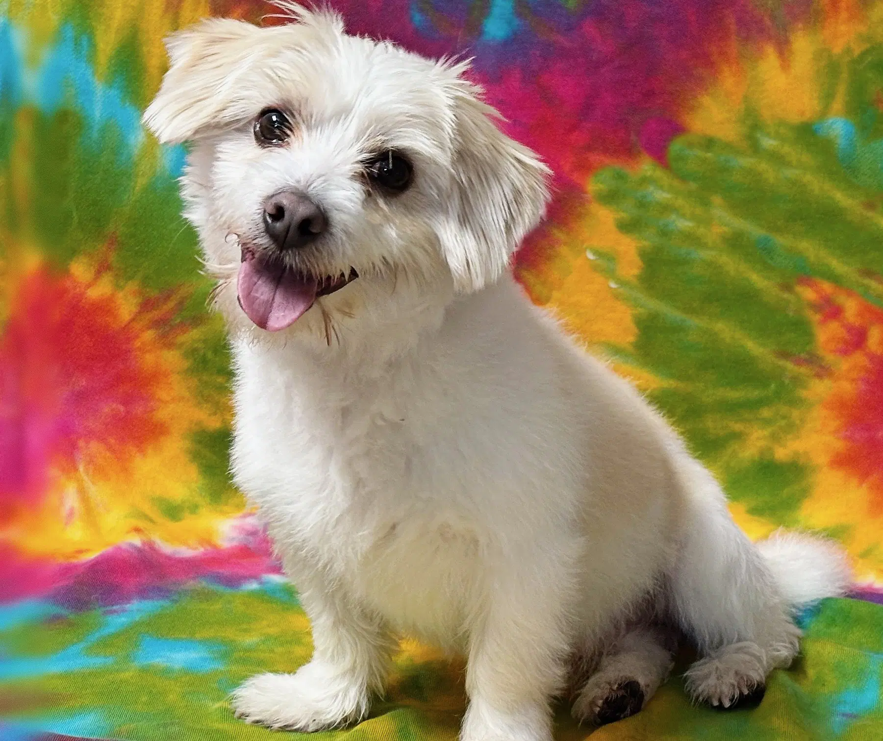 Tater Tot - Shih Tzu