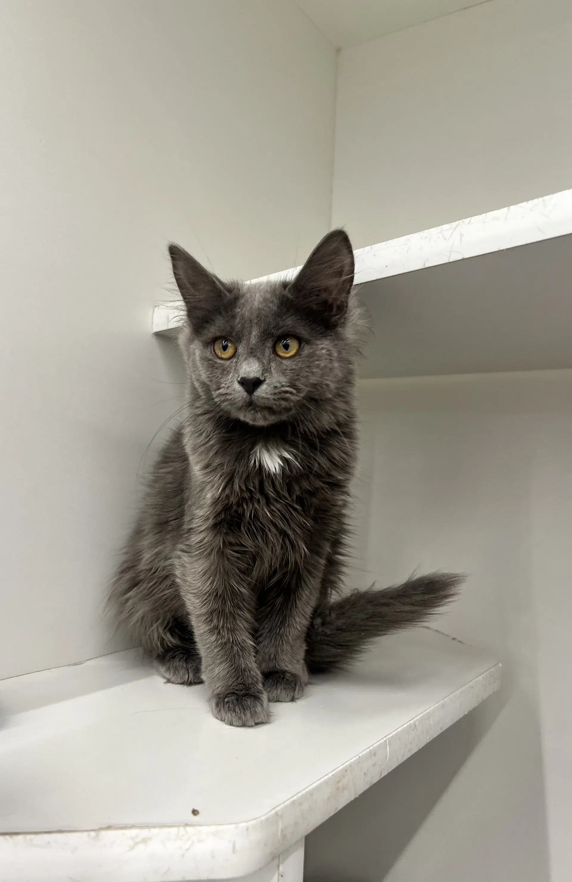 Joplin - Domestic Medium Hair