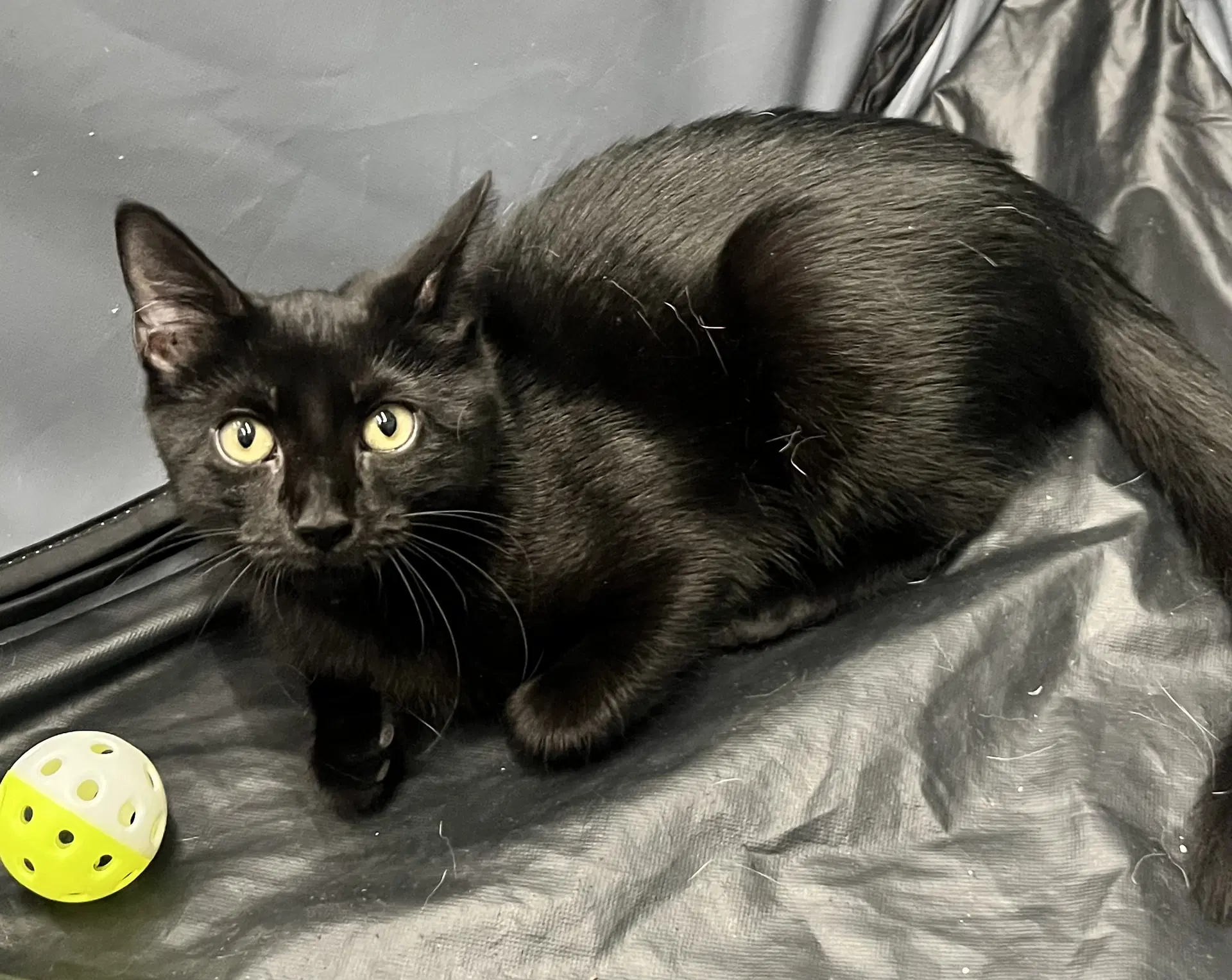 Joon - Domestic Short Hair