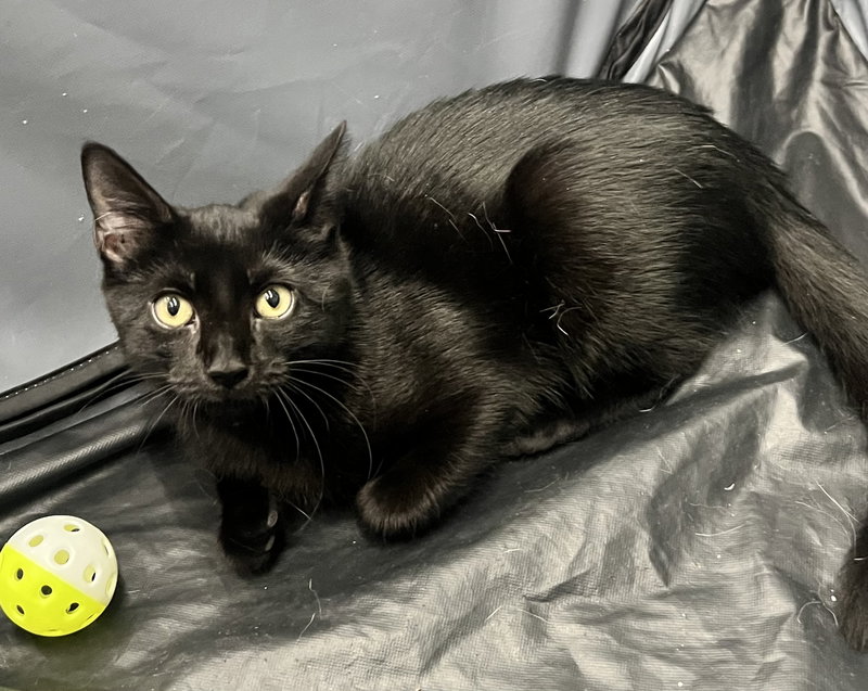 Joon, a young female cat up for adoption