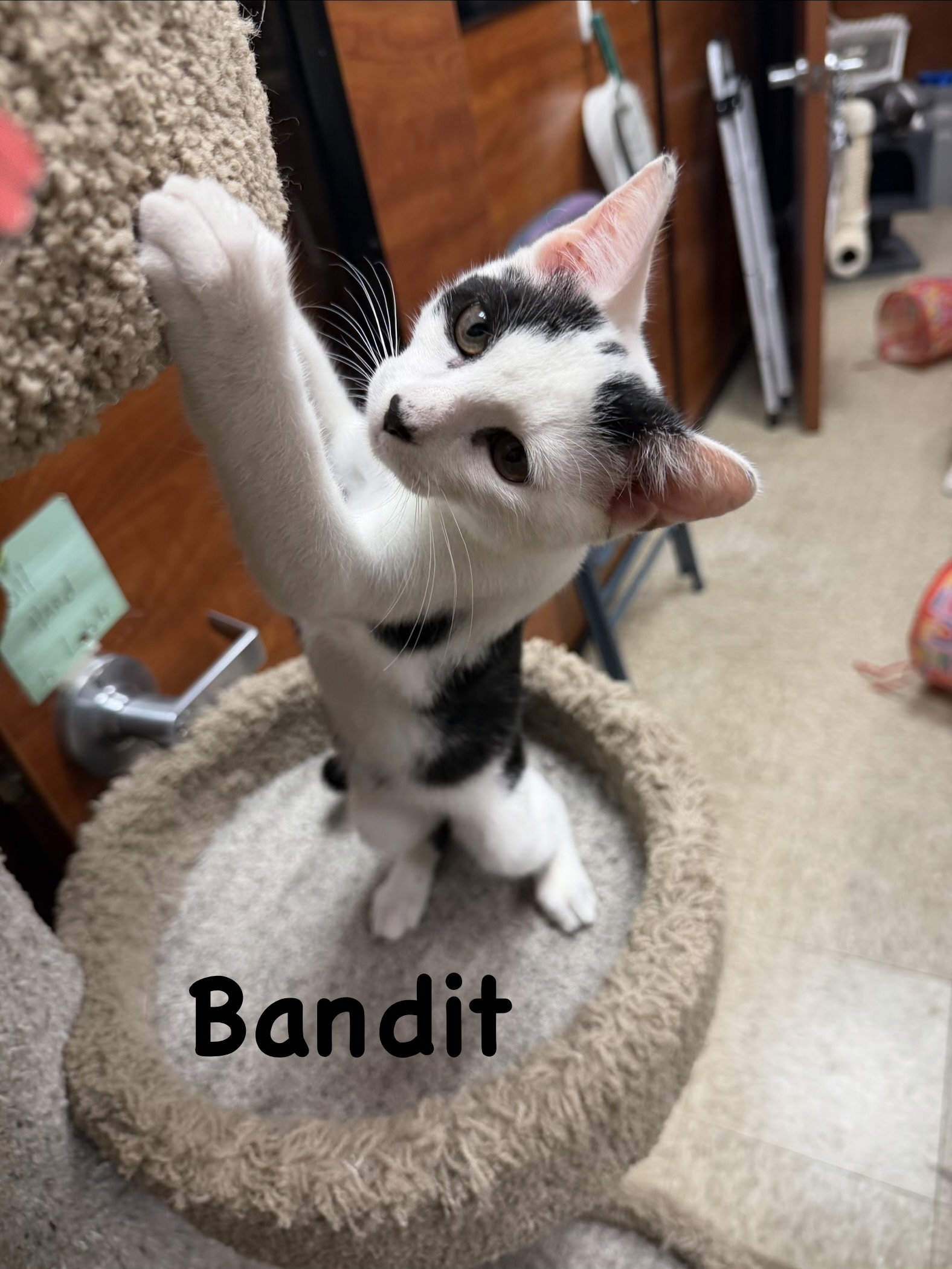 Bandit, photo 2
