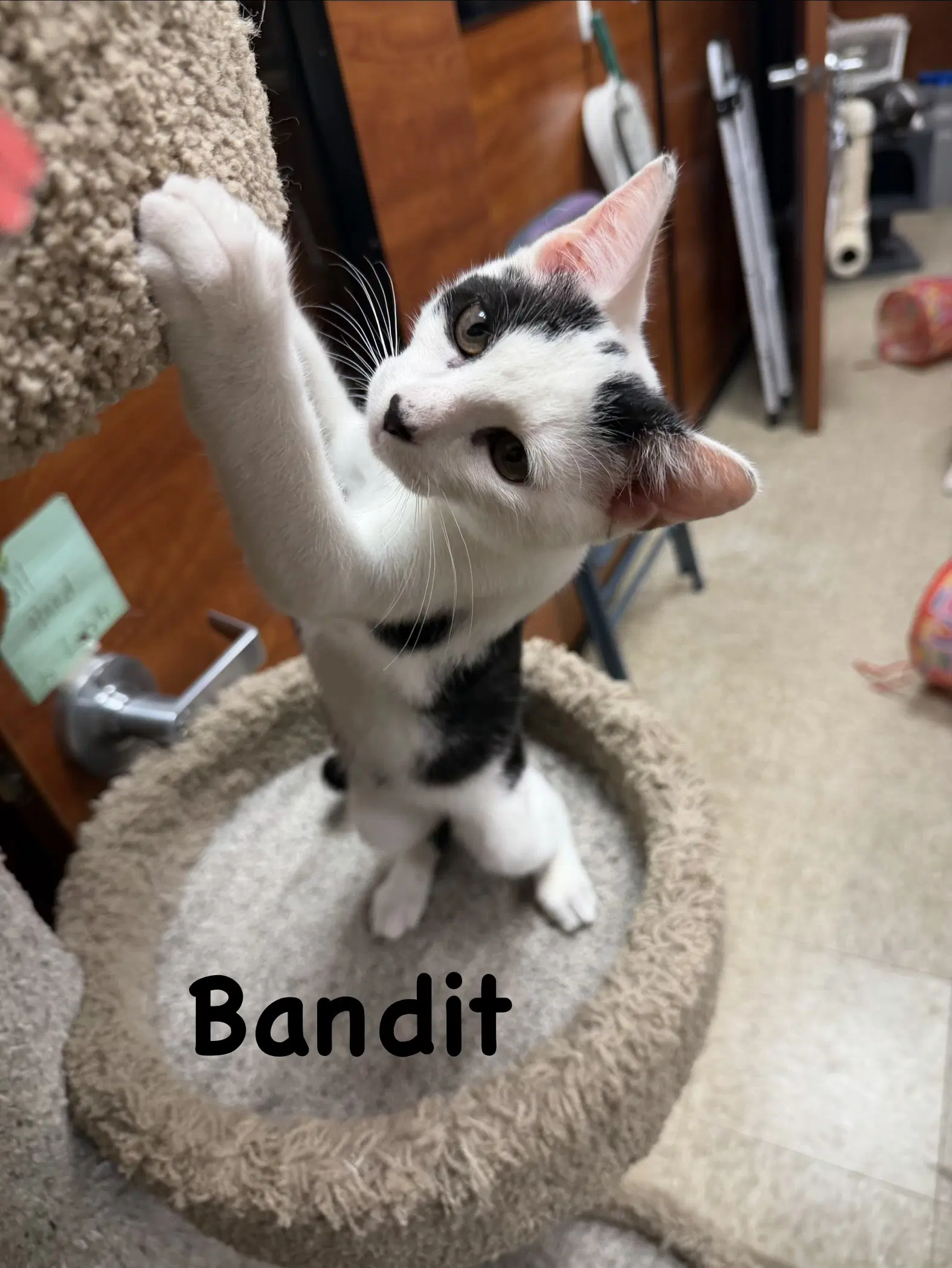 Bandit image 2