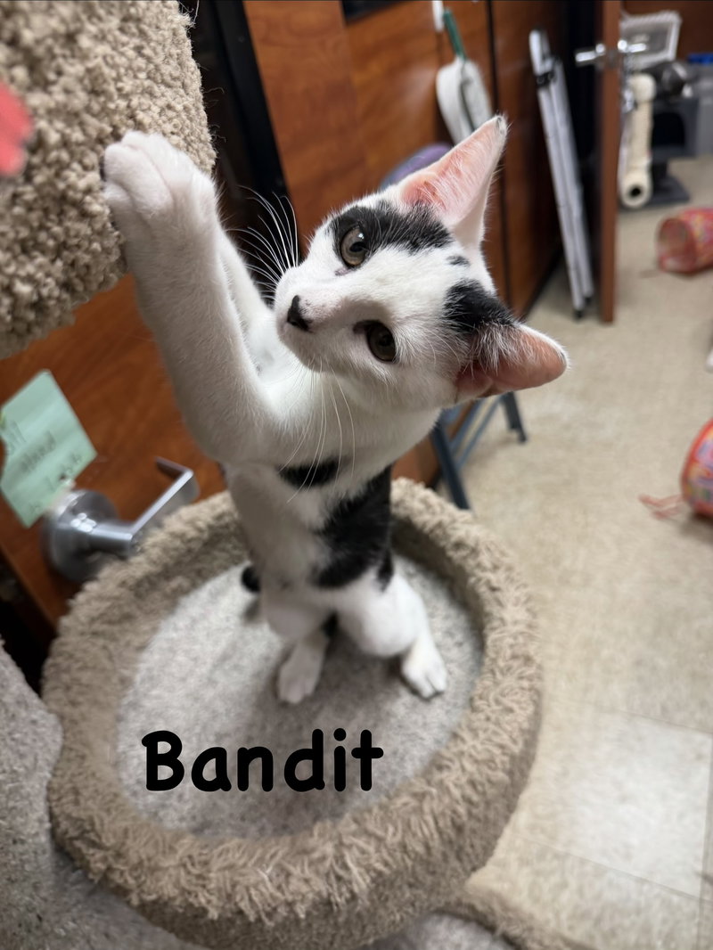 Bandit, photo 2