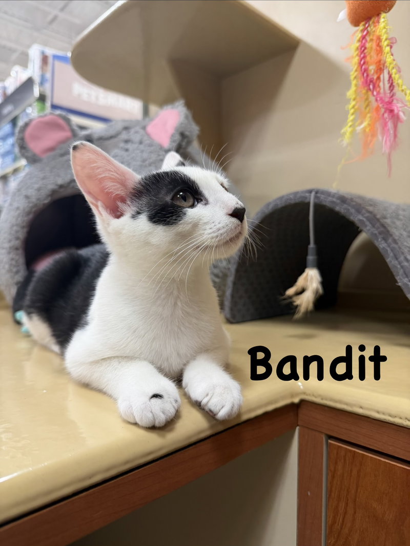 Bandit, photo 3