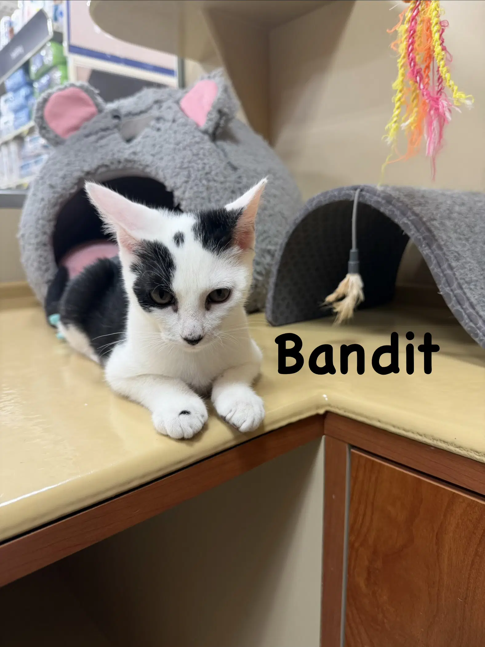Bandit image 4