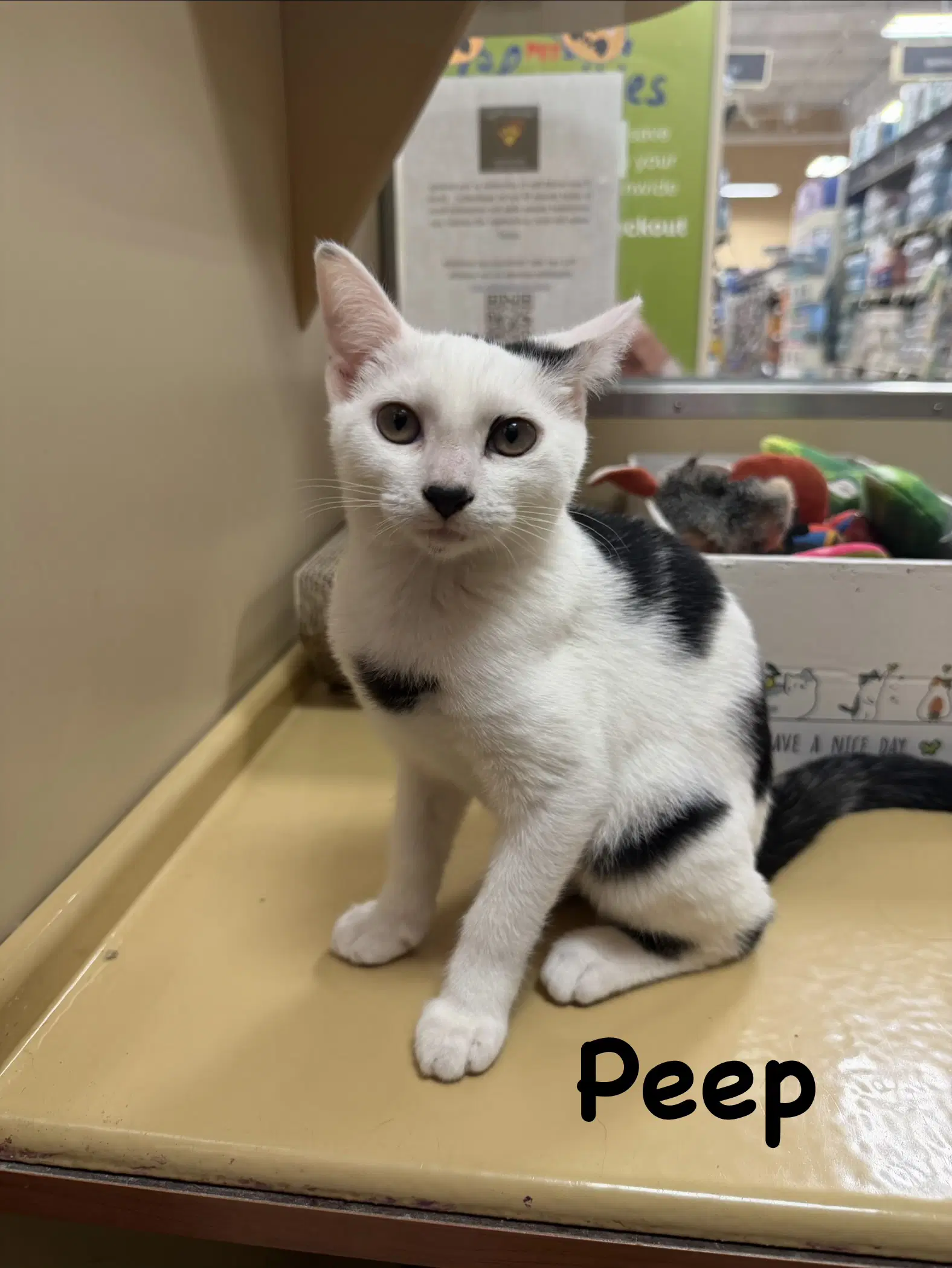 Peep - Domestic Short Hair