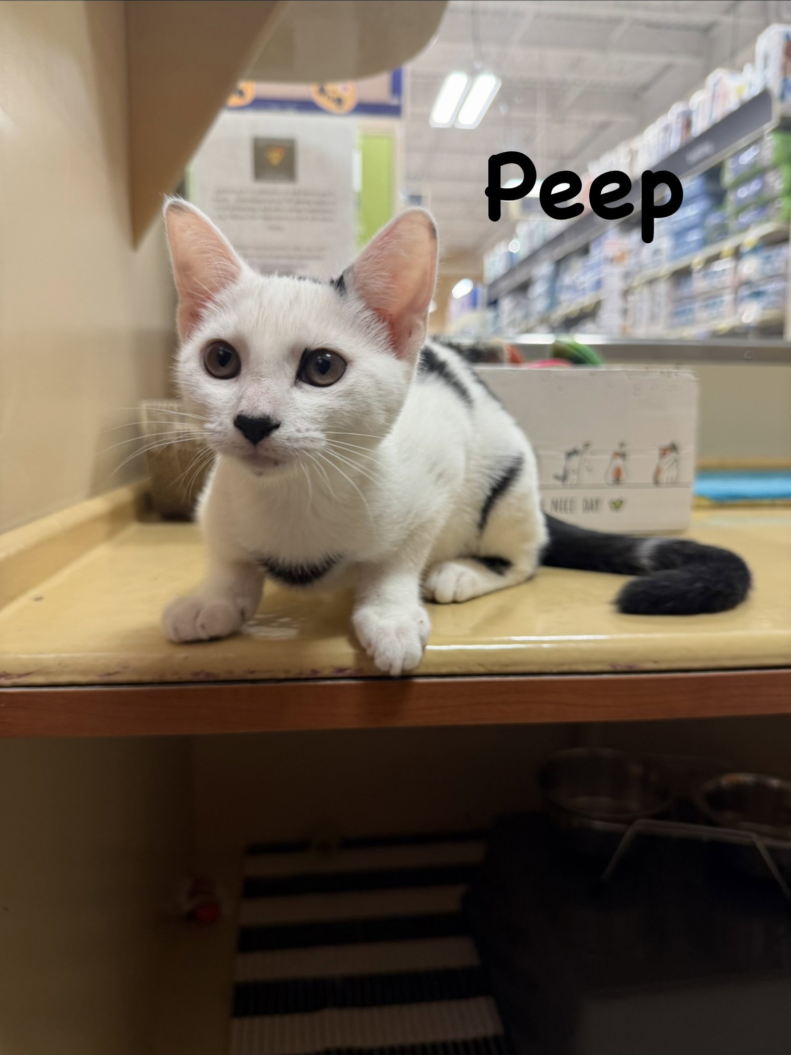 Peep, photo 2