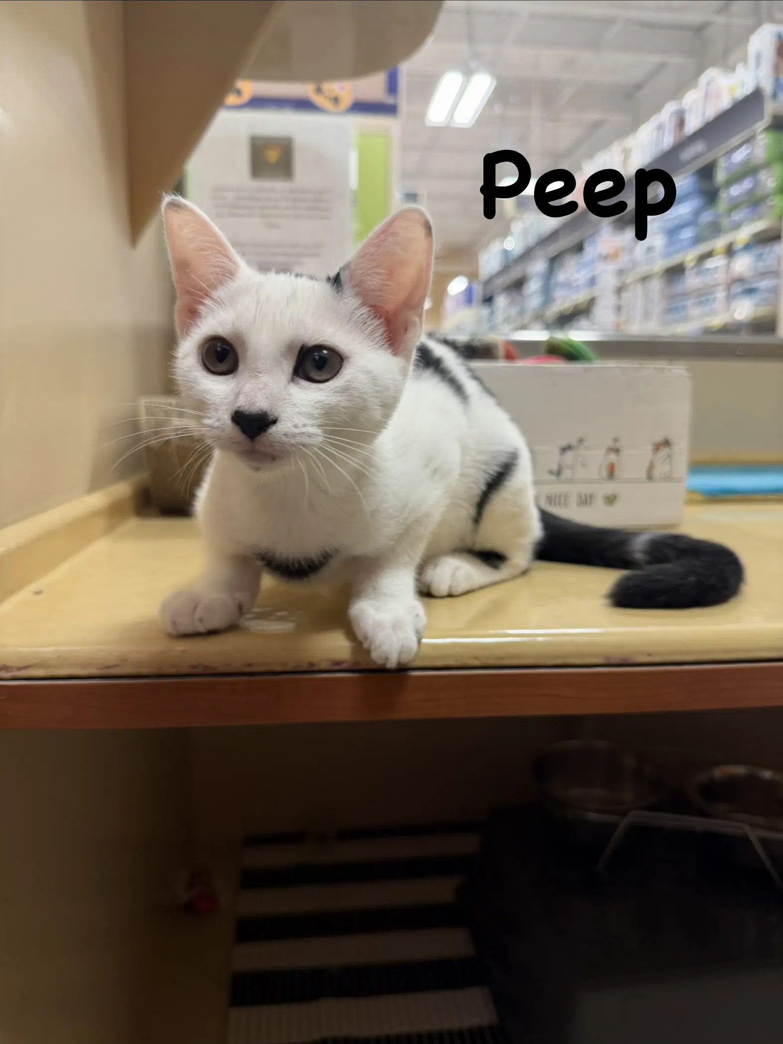 Peep image 2