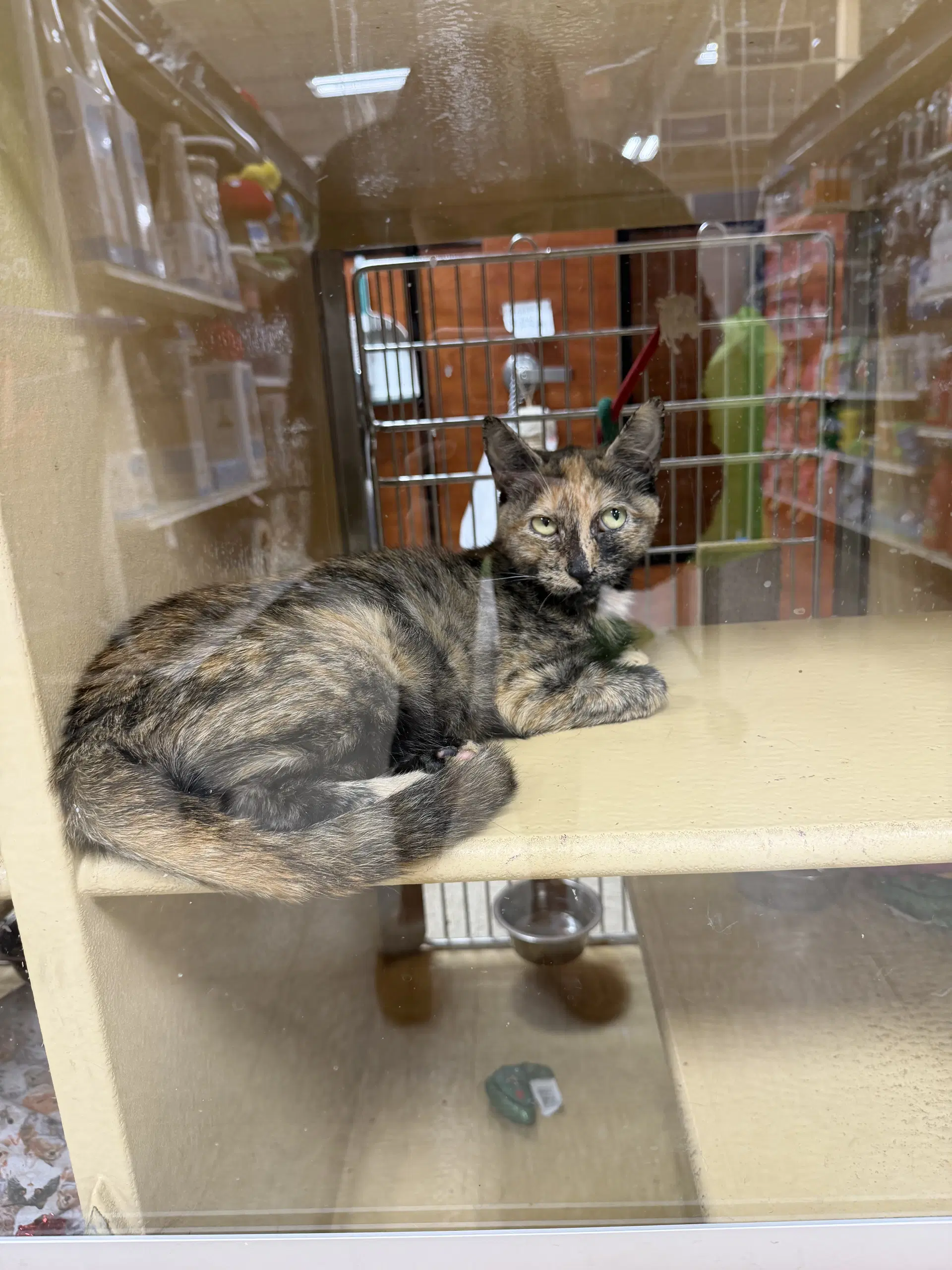 Autumn - Domestic Short Hair