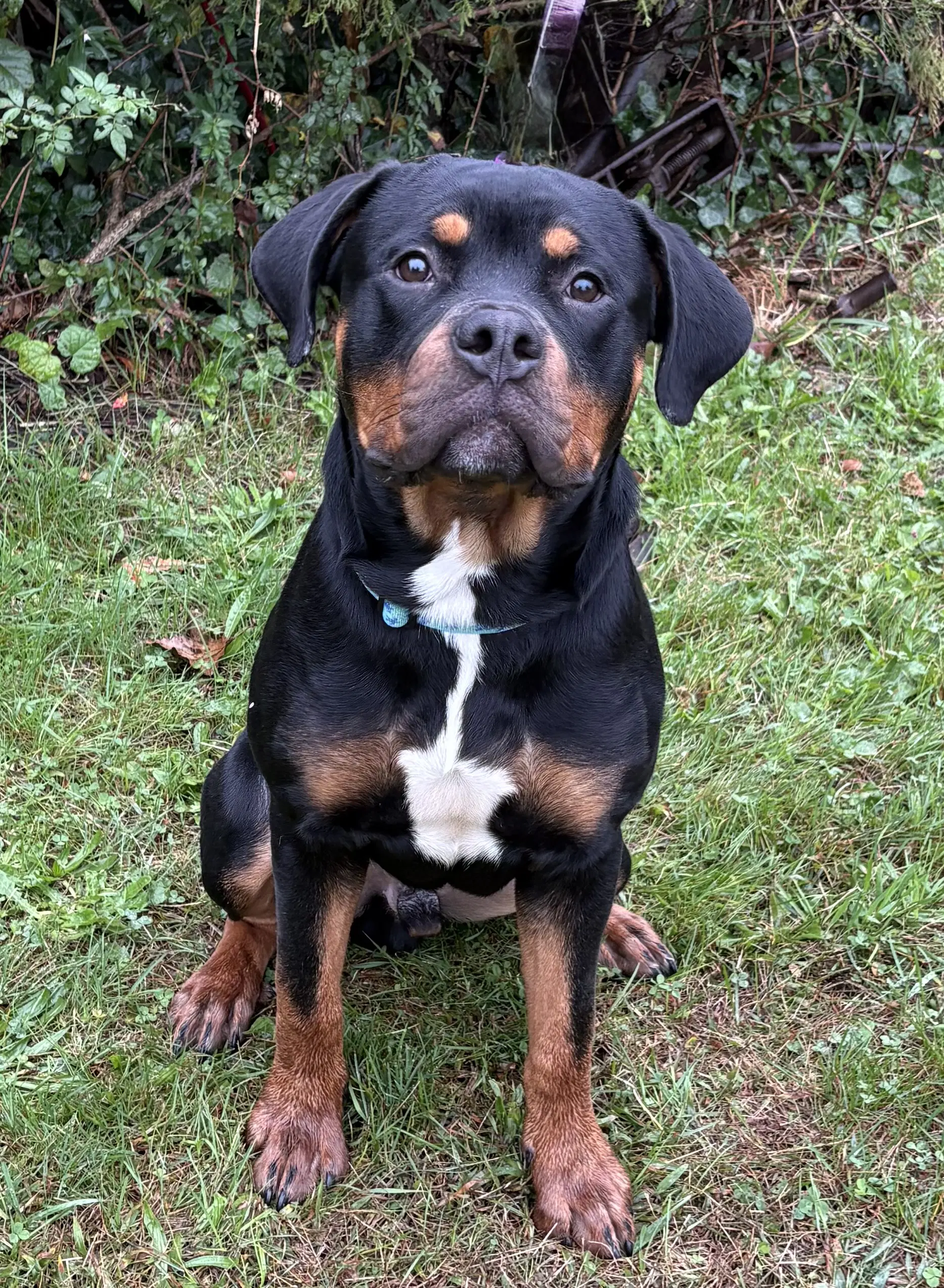 Rokkie - Rottweiler