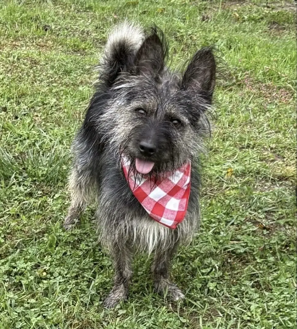 Jeter - Terrier