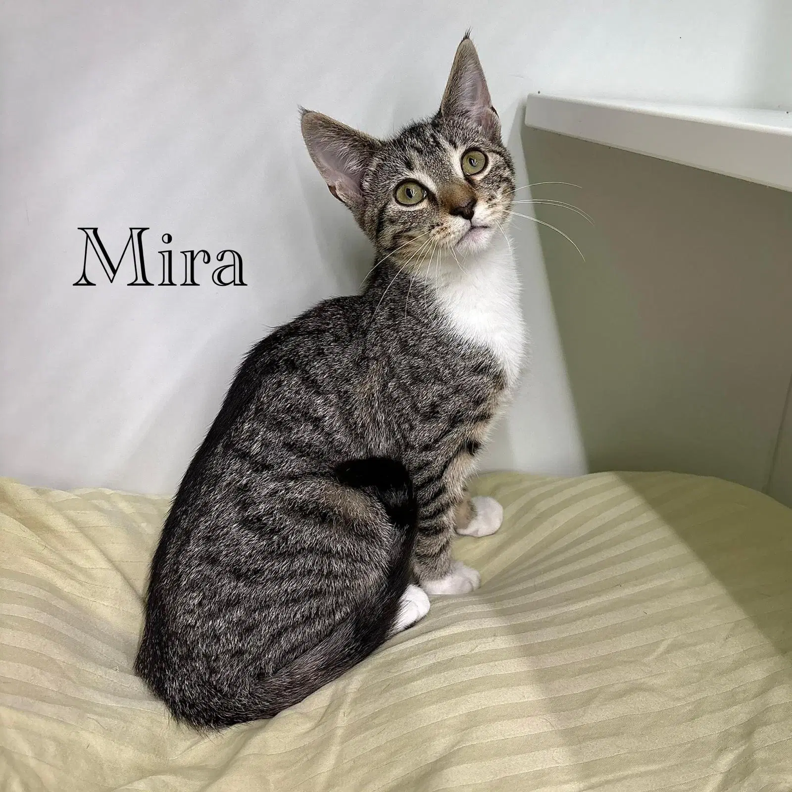 Mira - Domestic Short Hair