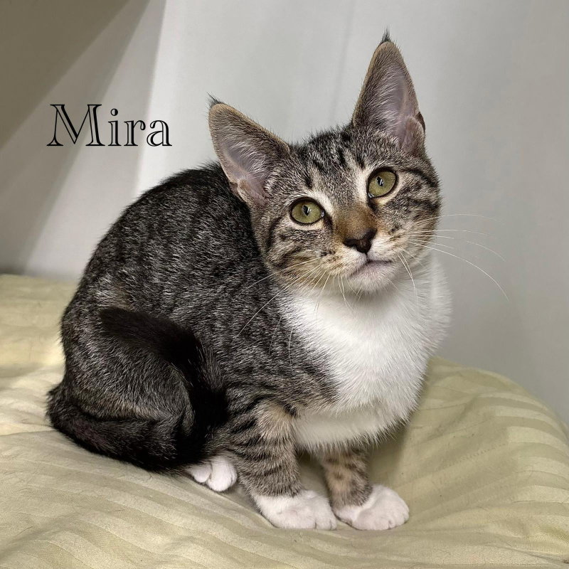 Mira, photo 5