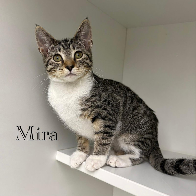 Mira, photo 6