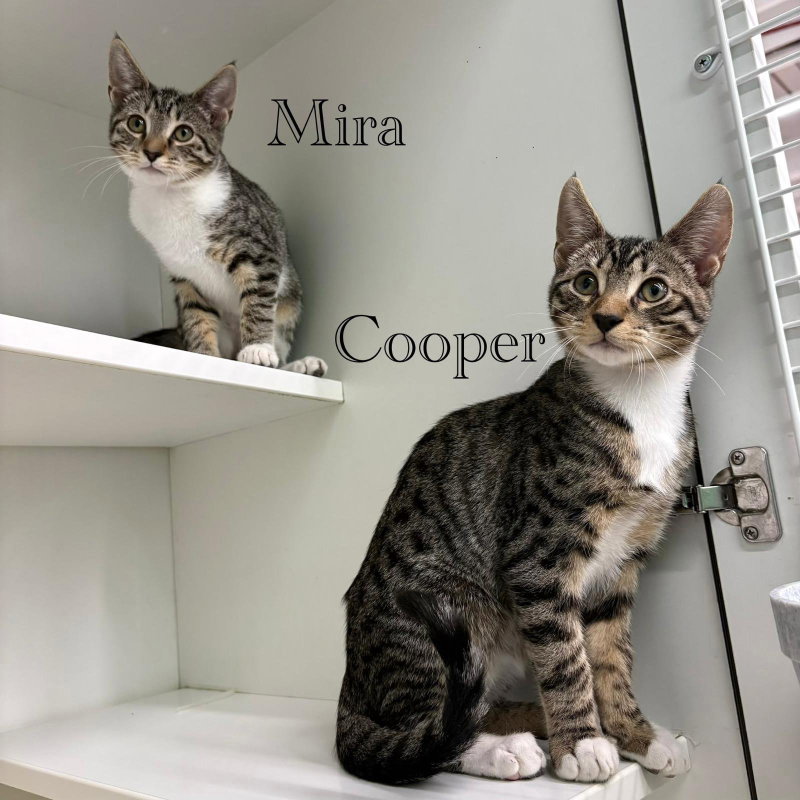 Cooper, photo 2