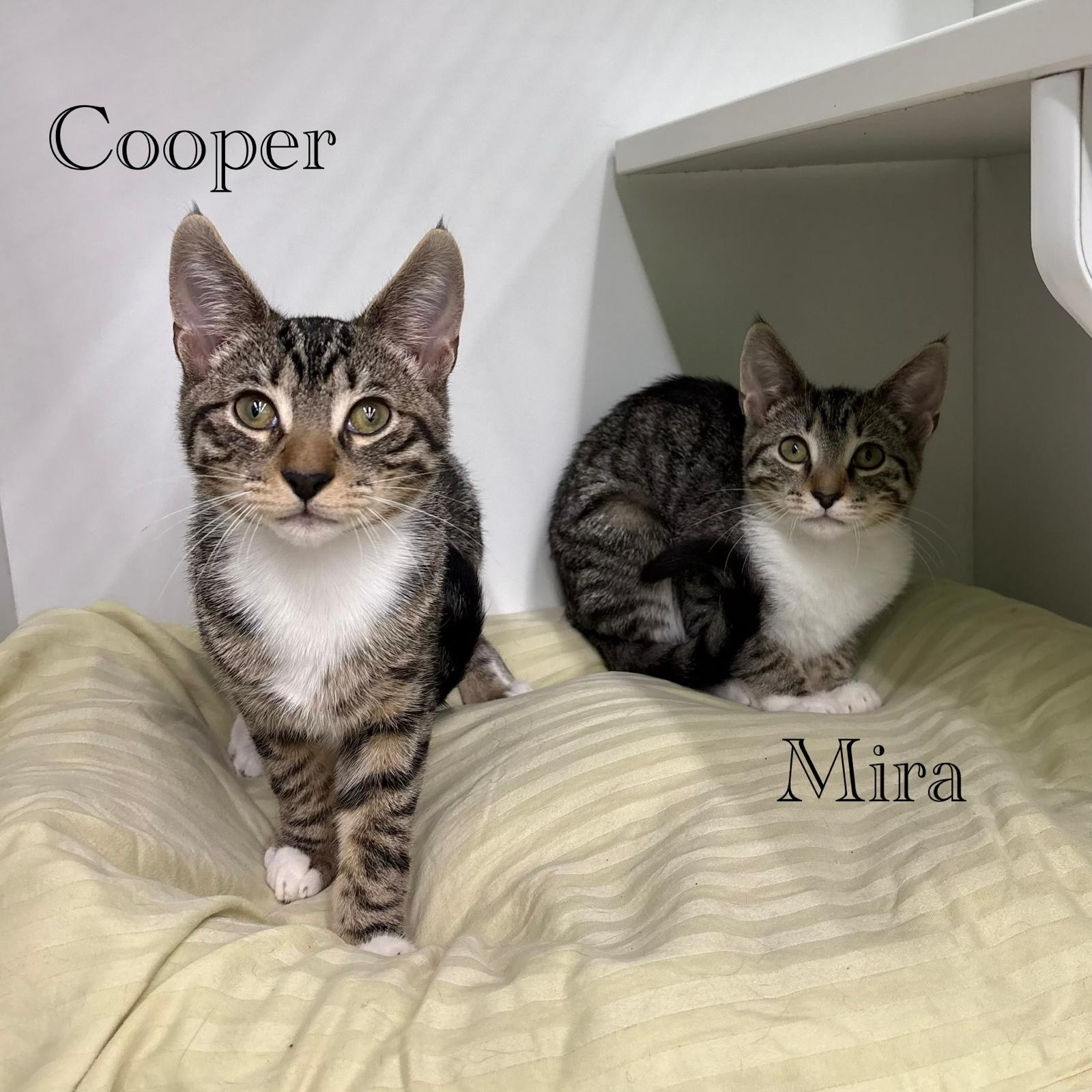 Cooper, photo 4
