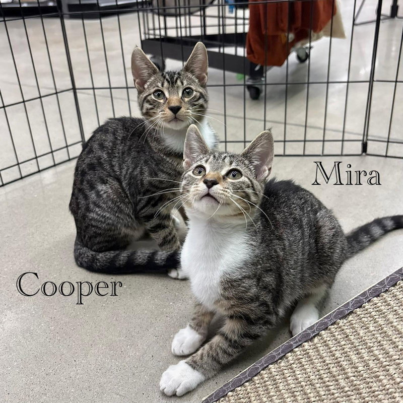 Cooper, photo 6