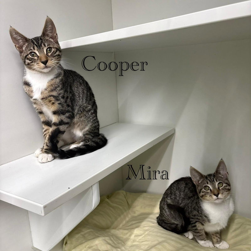Cooper, photo 8