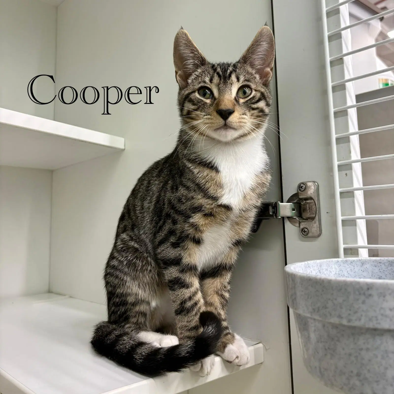 Cooper - Domestic Short Hair