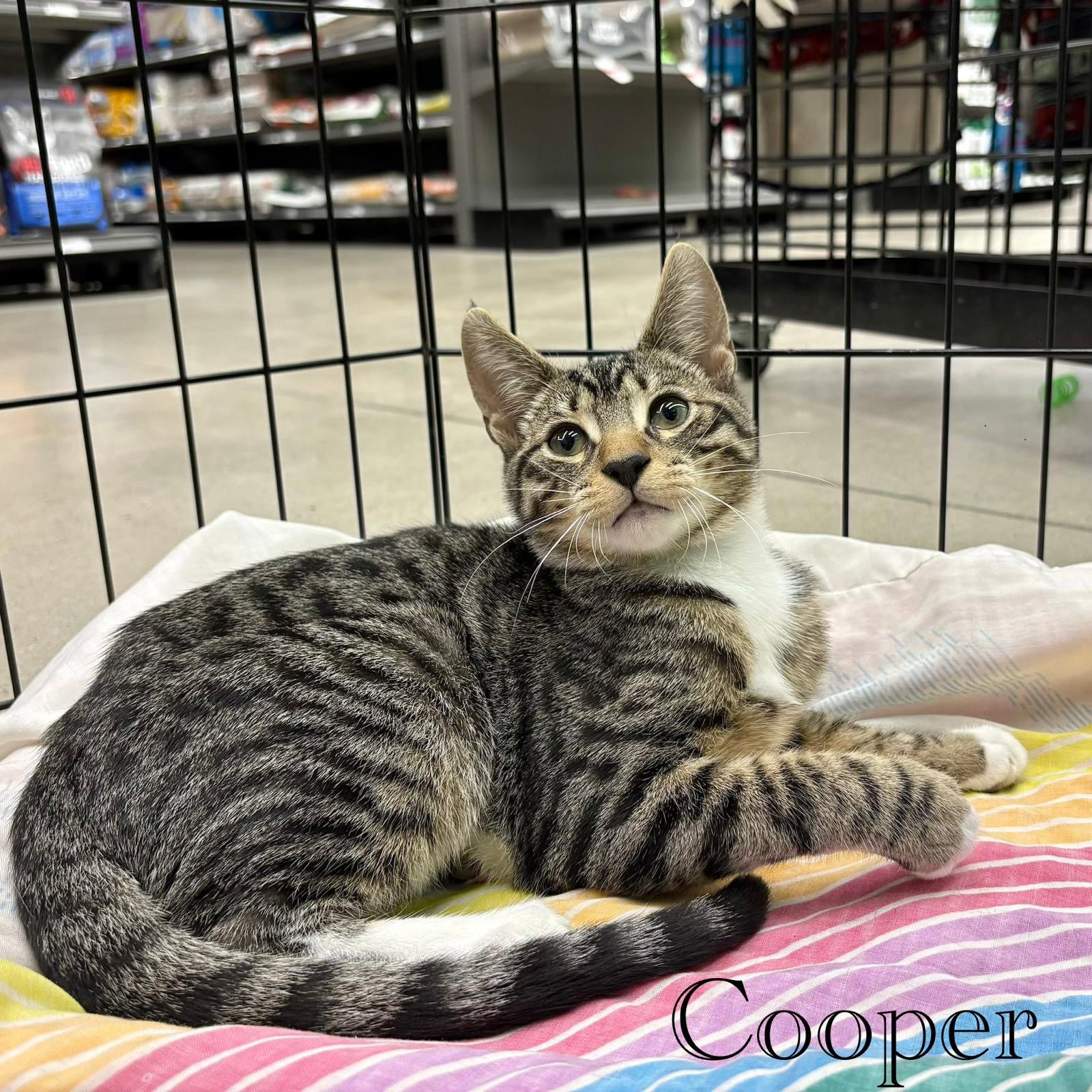 Cooper, photo 3