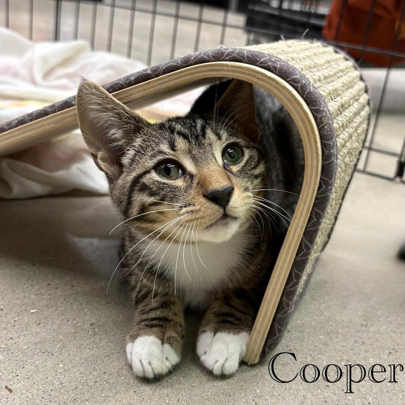 Cooper, photo 5