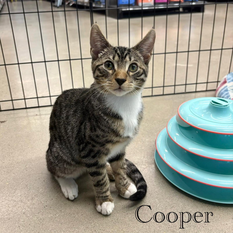 Cooper, photo 7