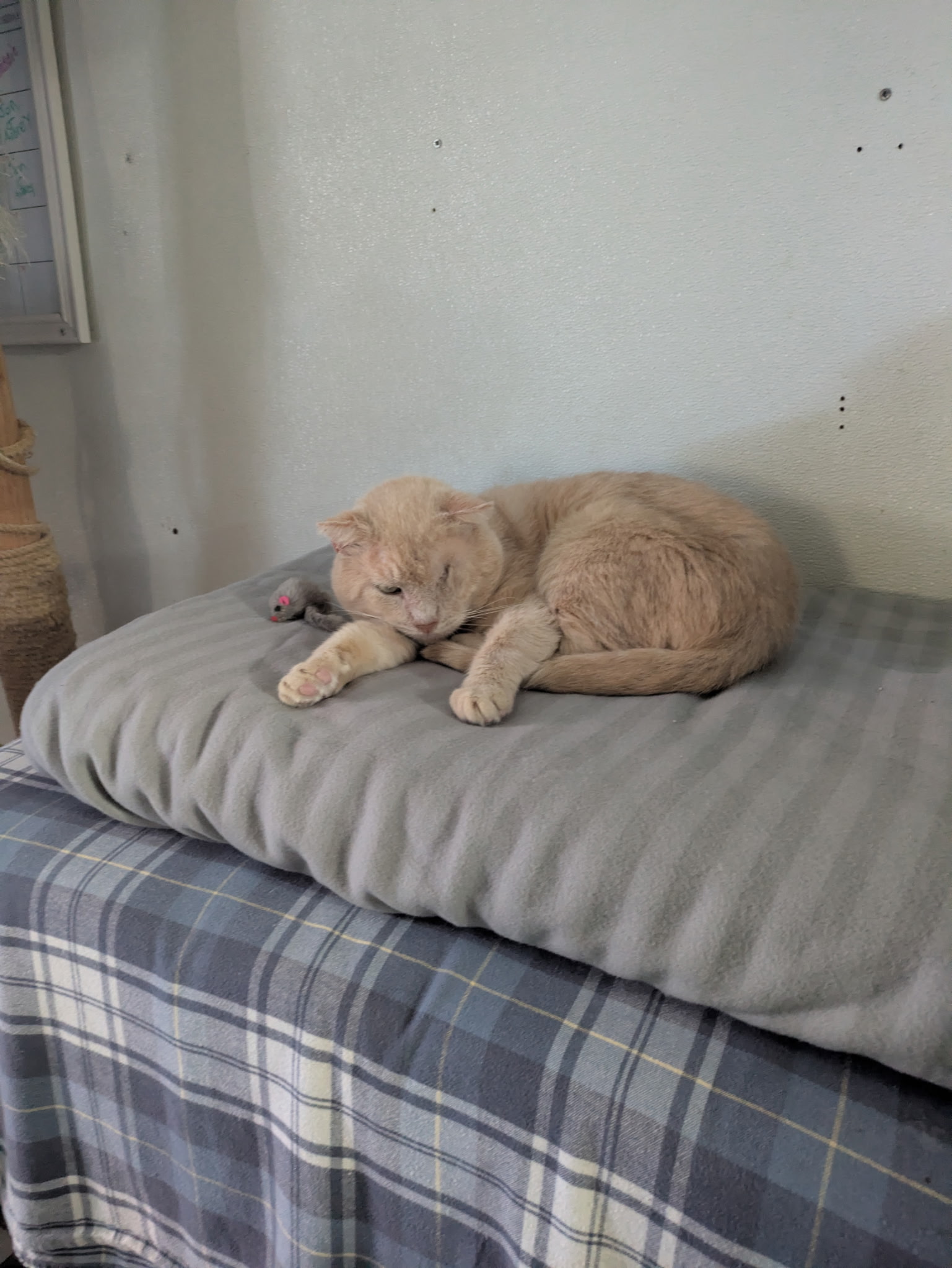 Meatloaf
