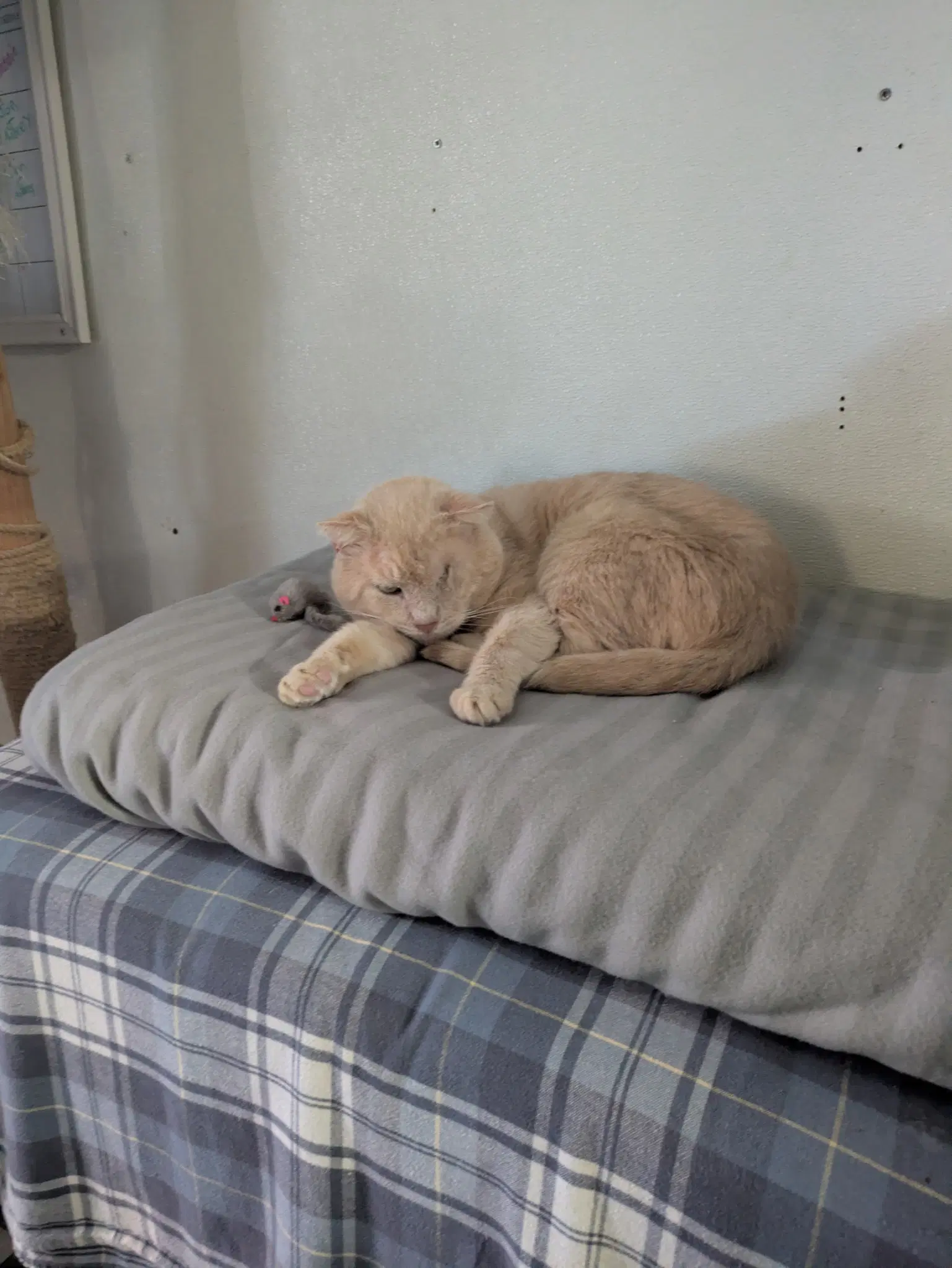 Meatloaf - Domestic Short Hair