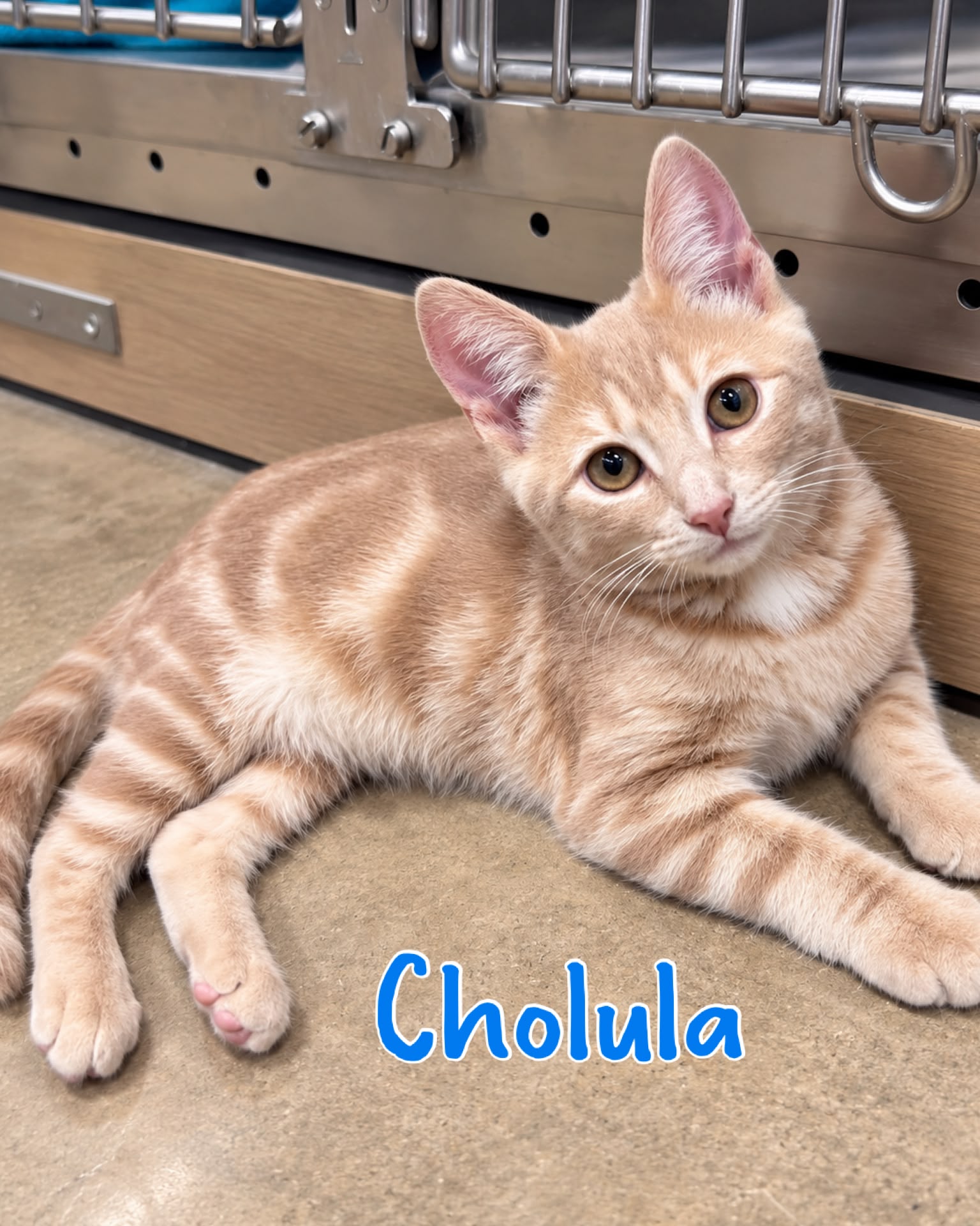 Cholula