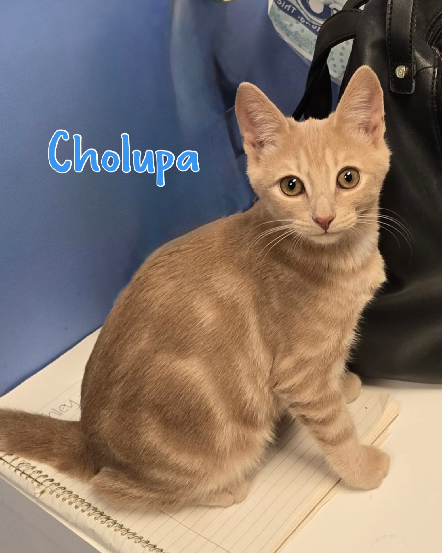 Cholupa