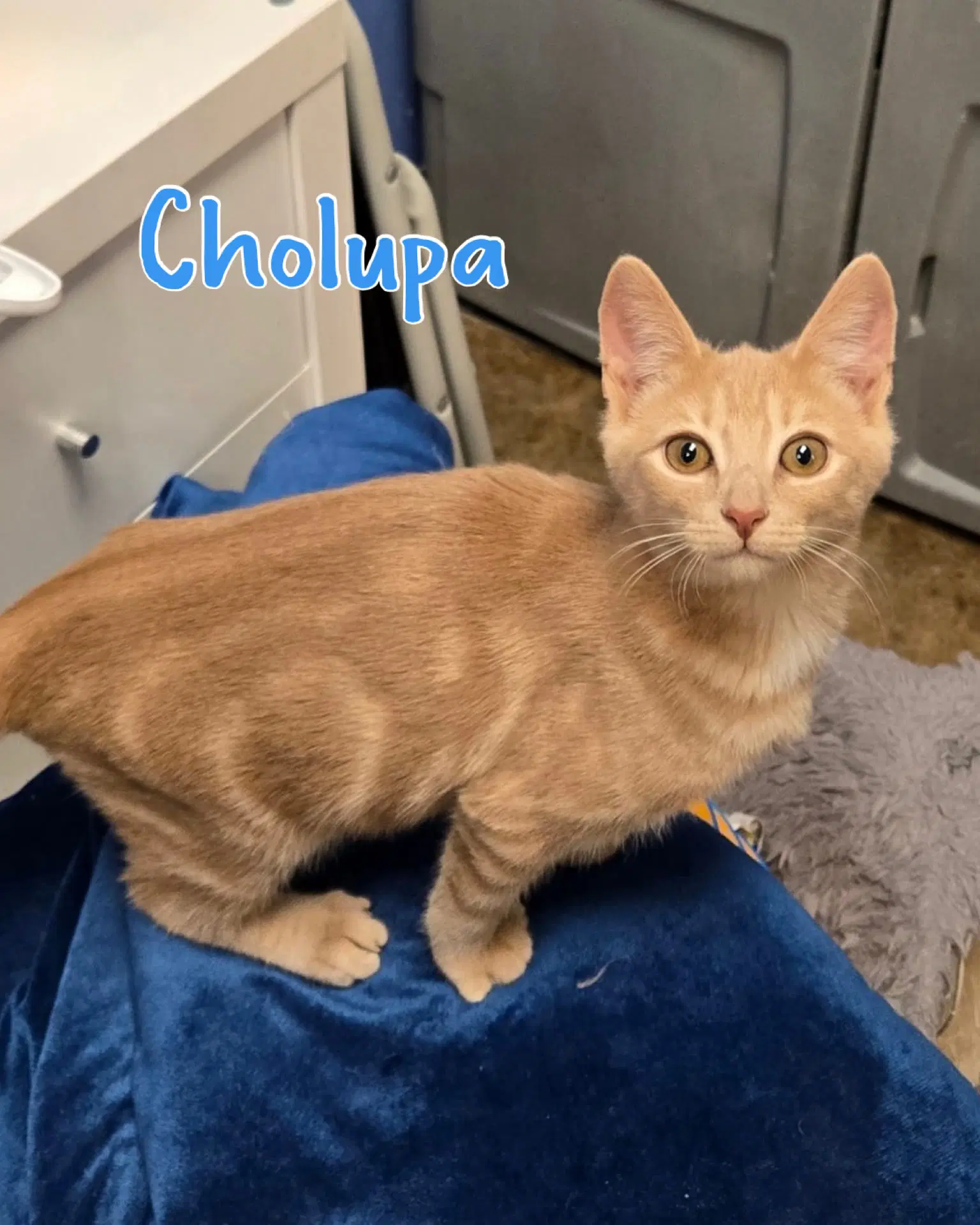 Cholupa image 2