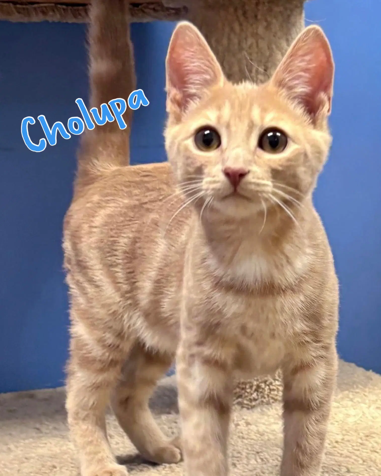 Cholupa image 3