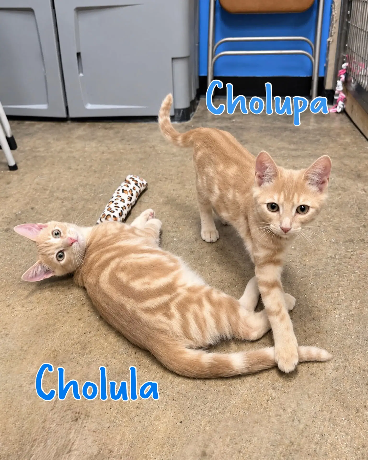 Cholupa image 4